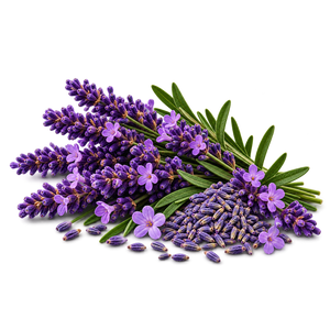 Lavender