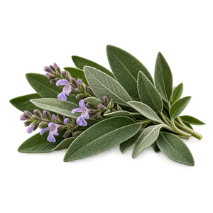 Sage